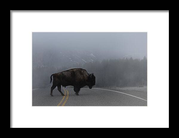 Buffalo Framed Print featuring the photograph Buffalo in the Mist by Nadalyn Larsen