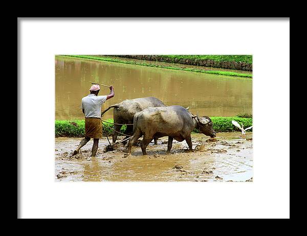 Working Animal Framed Print featuring the photograph Buffalo India Farm by Tim Phillips Photos