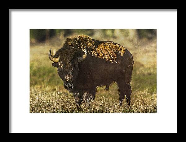 Bison Framed Print featuring the photograph Buffalo by Lou Novick