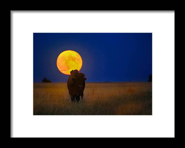 Bison Framed Print featuring the photograph Buffalo Moon by Kadek Susanto