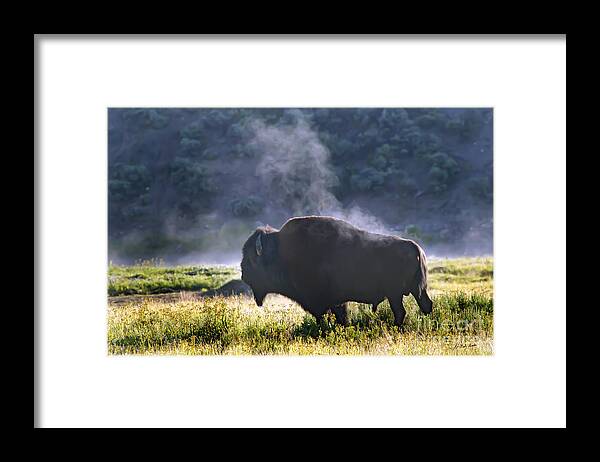 Buffalo. Bison Framed Print featuring the photograph Buffalo Steam-Signed-#2170 by J L Woody Wooden