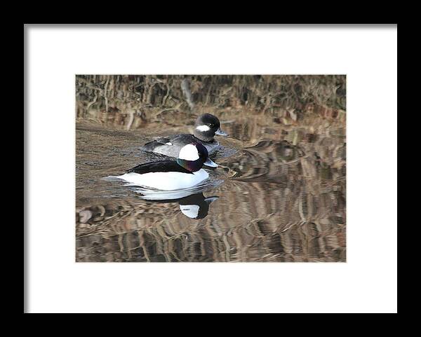 Ducks Framed Print featuring the photograph Bufflehead Pair by Shane Bechler
