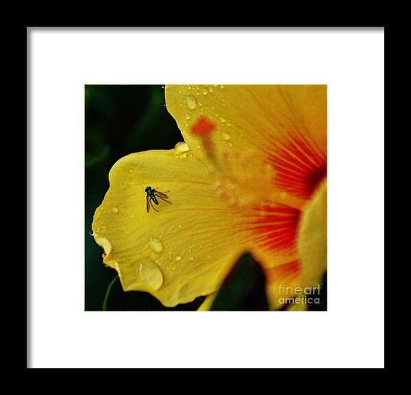 Hibiscus Framed Print featuring the photograph Bugged Hibiscus by Craig Wood