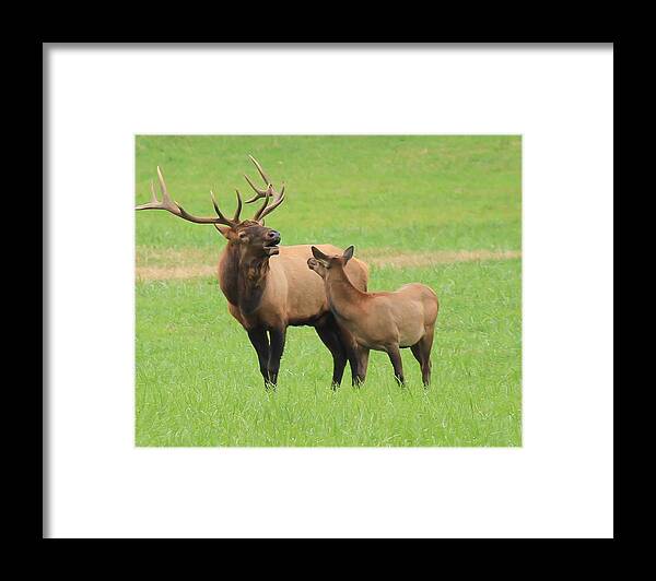 Wildlife Framed Print featuring the photograph Bugle Lessons by Doug McPherson