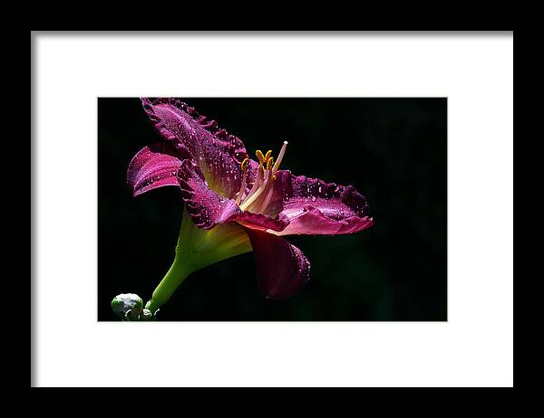 Lily Framed Print featuring the photograph Bugler by Doug Norkum
