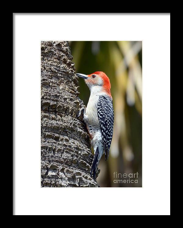 Woodpecker Framed Print featuring the photograph Building A Home by Kathy Baccari