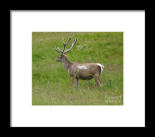 Bukhara Deer Framed Print featuring the photograph Bukhara Stag in early summer by Phil Banks
