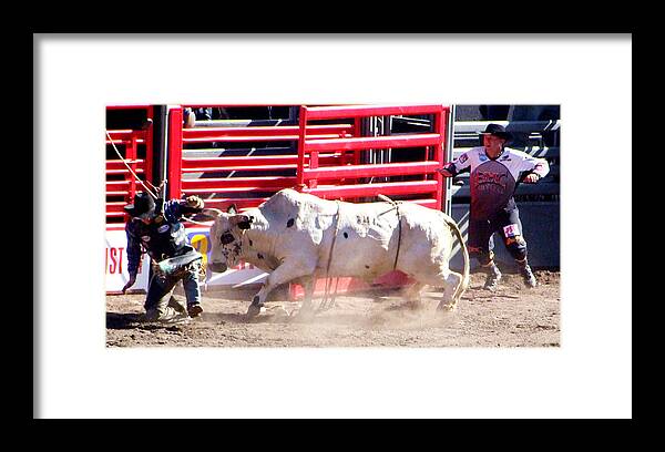 Cowboy Framed Print featuring the photograph Bull after the Rider by Ron Roberts