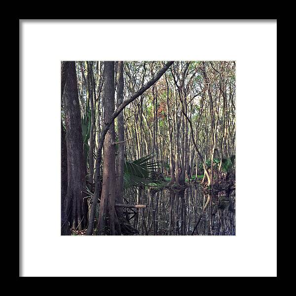 Chris Kusik Framed Print featuring the photograph Bull Creek Swamp. by Chris Kusik