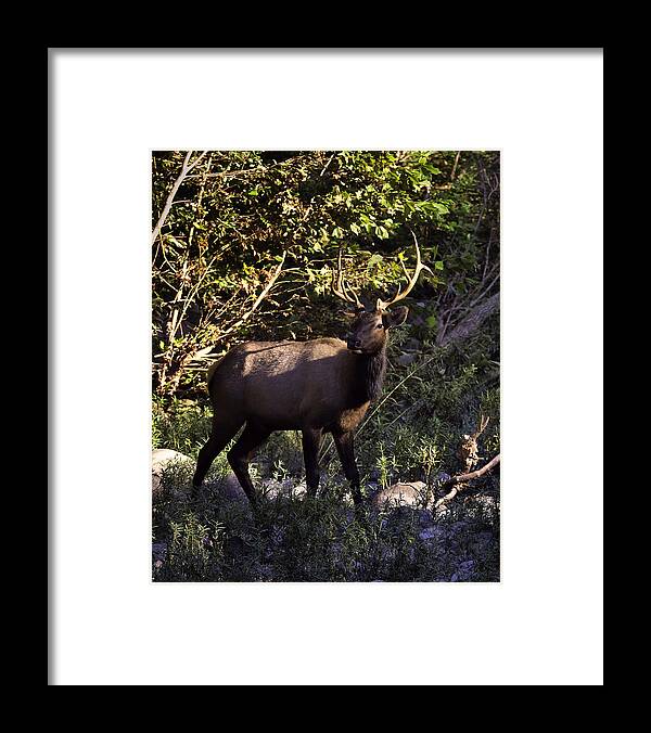 Bull Elk Framed Print featuring the photograph Bull Elk Crossing the Hailstone by Michael Dougherty