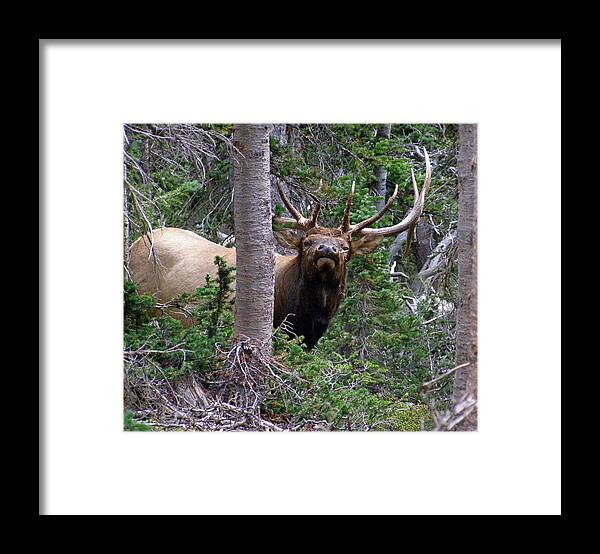 Animal Framed Print featuring the photograph Bull elk looking at me by Thomas Samida