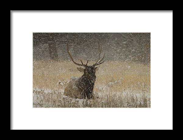 Photography Framed Print featuring the photograph Bull Elk Lying Down During Snowstorm by Animal Images