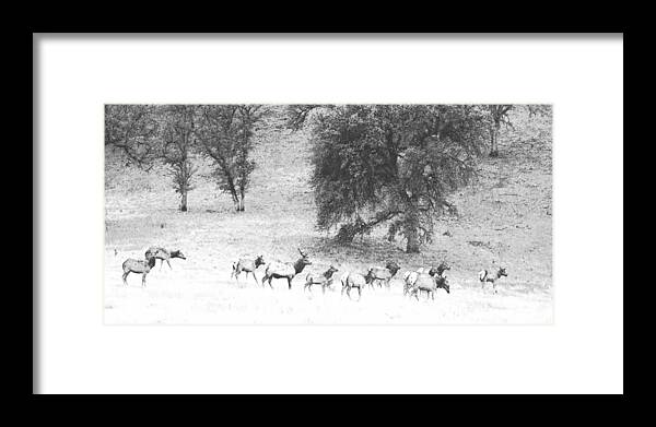 Pencil Framed Print featuring the photograph Bull Elk With Harem by Frank Wilson