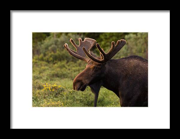 Moose Framed Print featuring the photograph Bull Moose at Sunrise by Tony Hake
