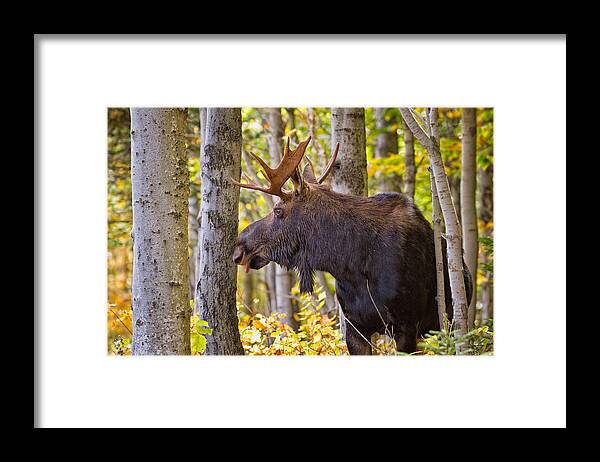 Alces Alces Framed Print featuring the photograph Bull Moose In The Birches by Jeff Sinon