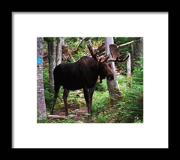 Moose Framed Print featuring the photograph Bull Moose by Ken Stampfer