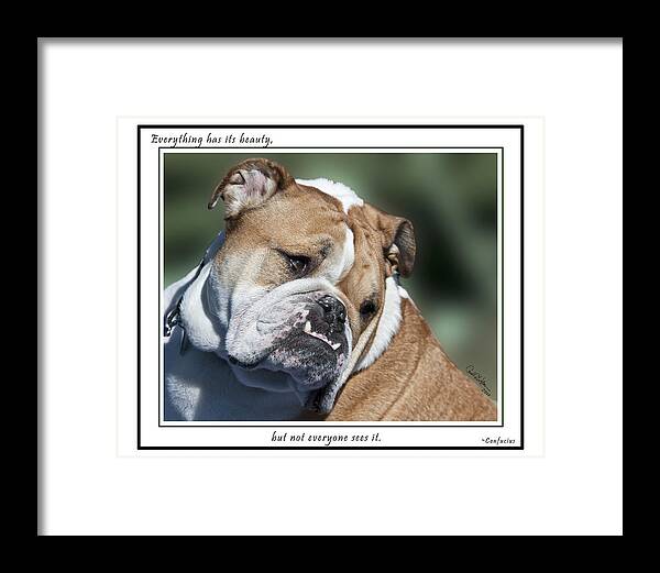 Bulldog Framed Print featuring the photograph Bulldog Beauty by Carol Erikson