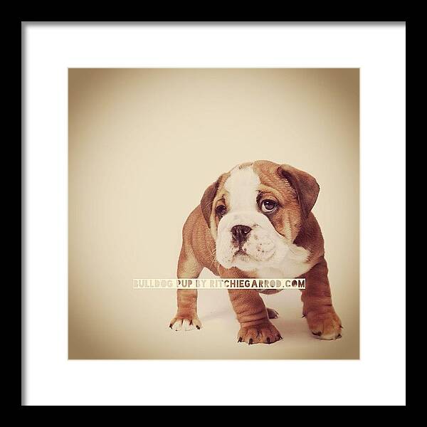  Framed Print featuring the painting Bulldog Pup by Ritchie Garrod