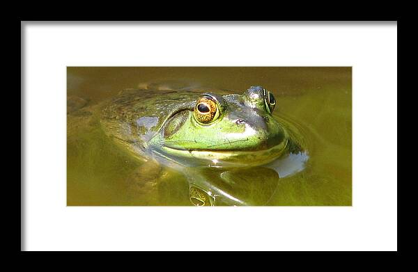 Bullfrog Framed Print featuring the photograph Bullfrog Profile View by Natalie Rotman Cote