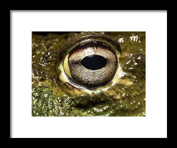 Eyesight Framed Print featuring the photograph Bullfrogs Eye, Close Up by Jonathan Knowles