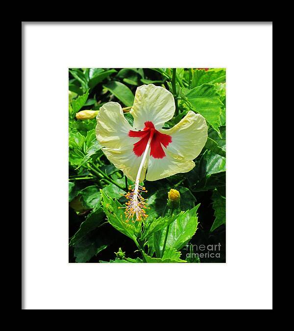 Hybrid Hibiscus Framed Print featuring the photograph Bulls eye by Craig Wood