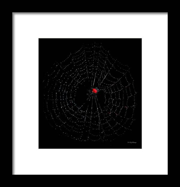 Red Framed Print featuring the photograph Bullseye Red Crab Spider by Lucy VanSwearingen