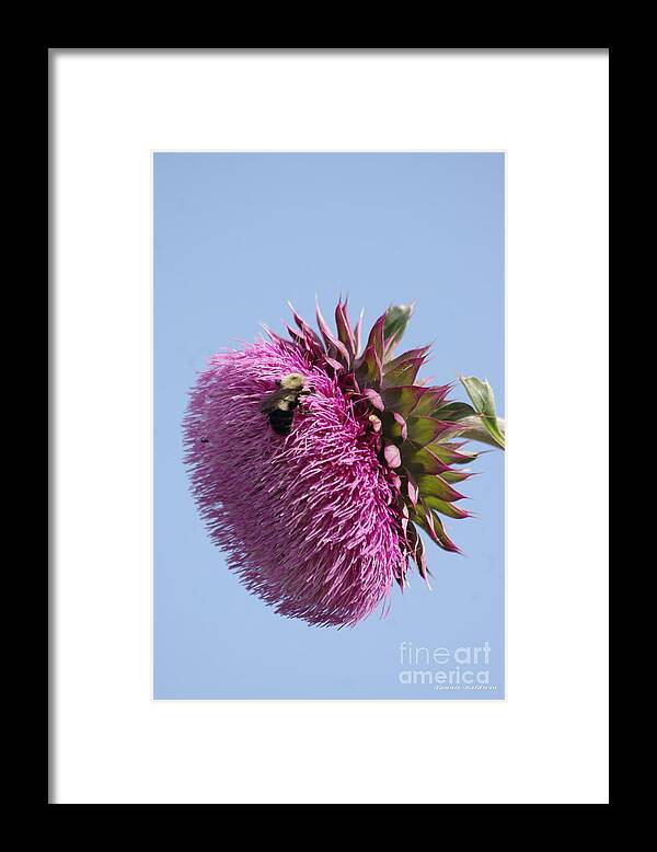 Thistle Framed Print featuring the photograph Bumble Bee and Thistle by Tannis Baldwin
