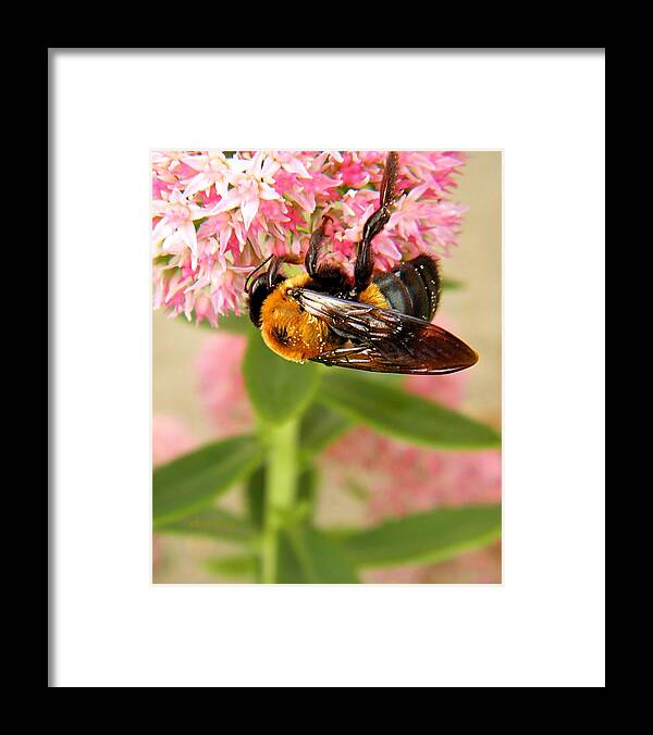 Insect Framed Print featuring the photograph Bumblebee Clinging to Sedum by Chris Berry