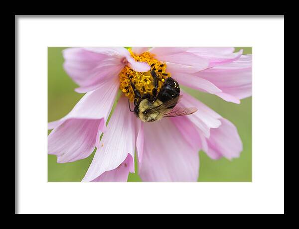 Bumblebee Framed Print featuring the photograph Bumblebee on a Blossom by Paula Ponath