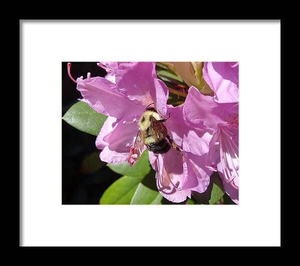 Bumblebee Framed Print featuring the photograph bumblebee on Rhododendron by Lucinda VanVleck