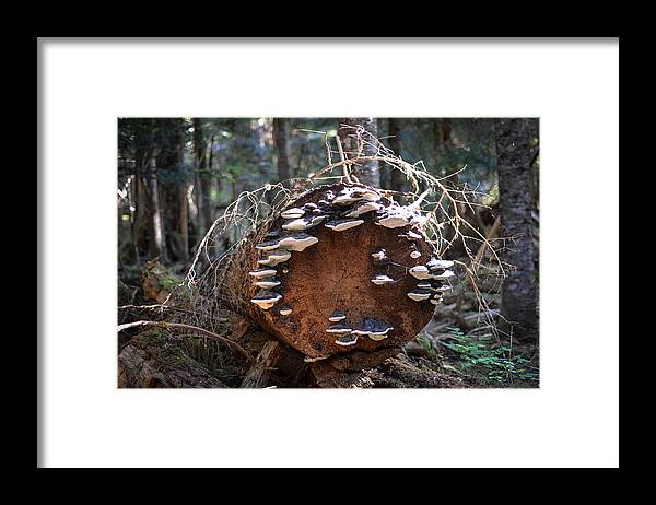 Backpacking Framed Print featuring the photograph Bumps on a Log by Ronda Broatch