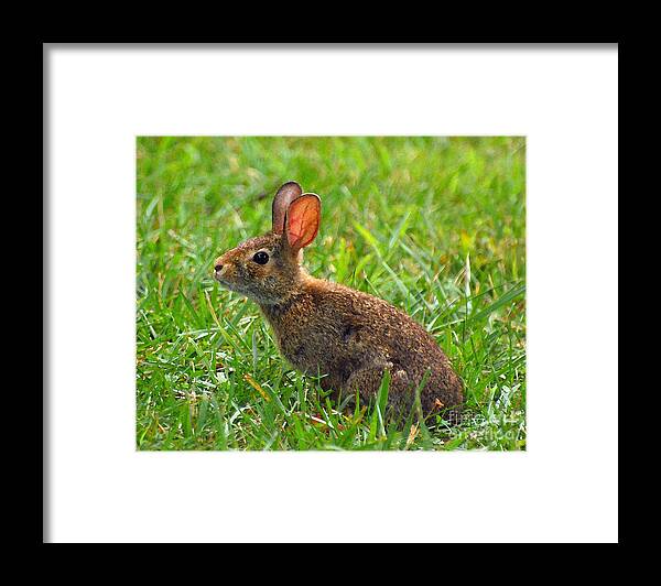 Bunny Framed Print featuring the photograph Bunny by Kerri Farley