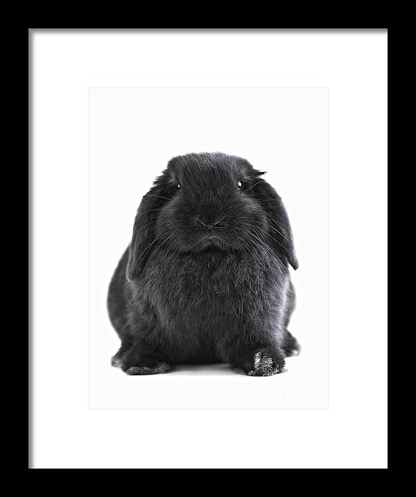 Rabbit Framed Print featuring the photograph Suzie by Elena Elisseeva