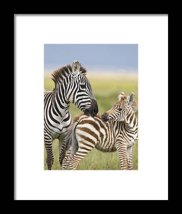 Flpa Framed Print featuring the photograph Burchells Zebra Grooming Foal by Elliott Neep