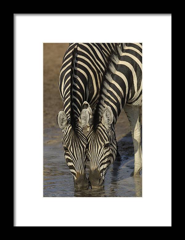 Feb0514 Framed Print featuring the photograph Burchells Zebras Drinking Africa by Pete Oxford