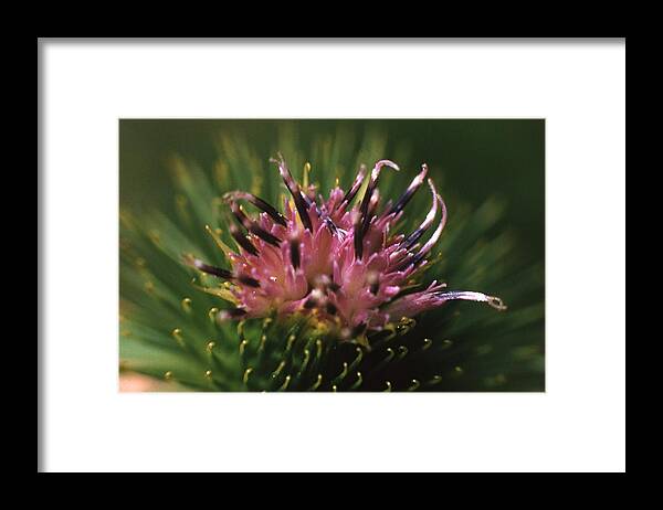 Retro Images Archive Framed Print featuring the photograph Burdock Flower by Retro Images Archive