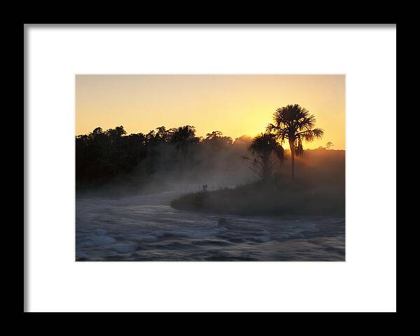 Feb0514 Framed Print featuring the photograph Buriti Palm Gallery Forest by Tui De Roy