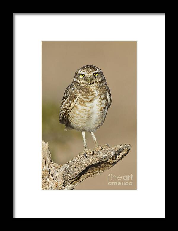 Birder Framed Print featuring the photograph Burrowing Owl by Bryan Keil