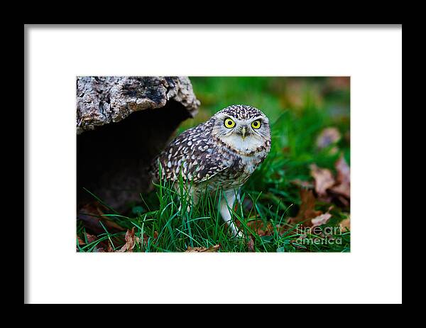 Closeup Framed Print featuring the photograph Burrowing Owl by Nick Biemans
