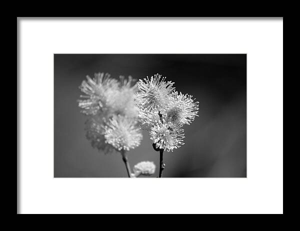Pussy Willow Framed Print featuring the photograph Burst by Lisa Kane