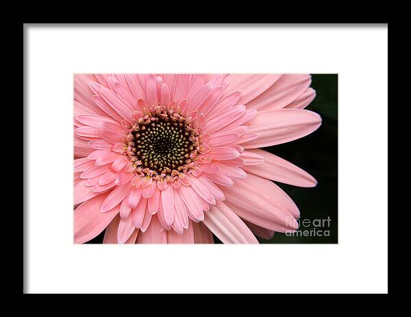 Flower Framed Print featuring the photograph Burst of Pink by Jayne Carney