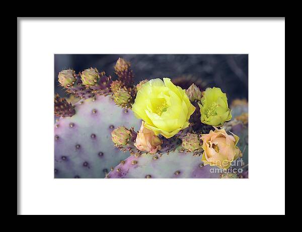 Prickly Pear Cactus Framed Print featuring the photograph Bursting by Tamara Becker