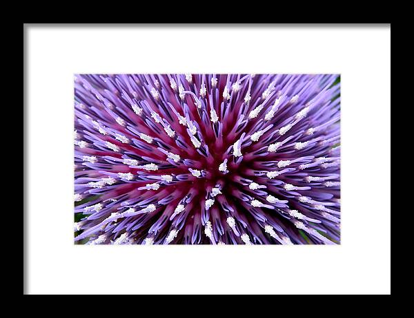 Cardoon Framed Print featuring the photograph Bursting with colour by Vanessa Thomas