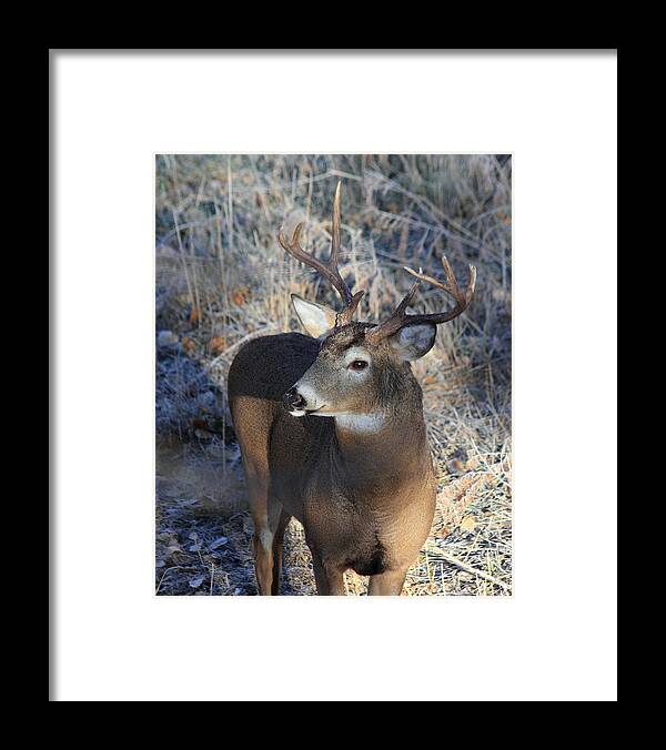 Buck Framed Print featuring the photograph Busted Antlers by Shane Bechler