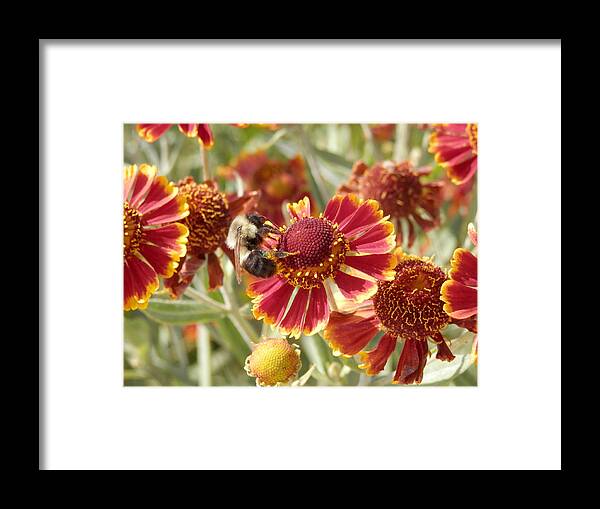 Bee Framed Print featuring the photograph Busy Bee 1 by Pema Hou