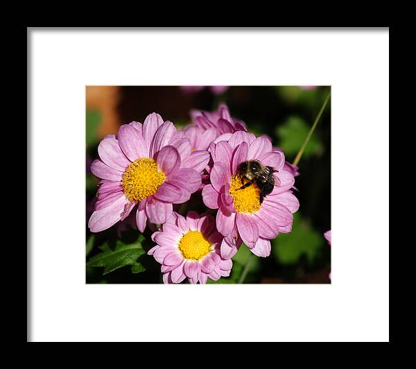 Bee Framed Print featuring the photograph Busy Bee by Margie Avellino