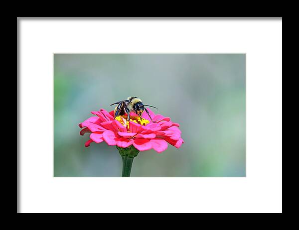Social Issues Framed Print featuring the photograph Busy Bumblebee by Daniela Duncan