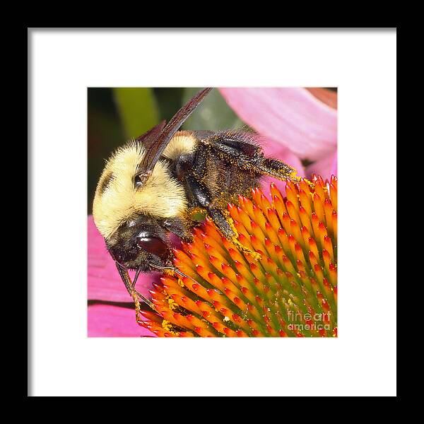 Bees Framed Print featuring the photograph Busy Busy by Geoff Crego