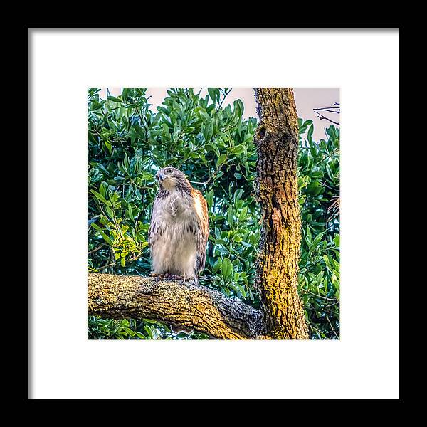 Alert Framed Print featuring the photograph Buteo jamaicensis on Quercus virginiana by Rob Sellers
