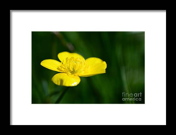 Beauty Framed Print featuring the photograph Buttercup In The Meadow by Hannes Cmarits